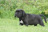CANE CORSO 1269